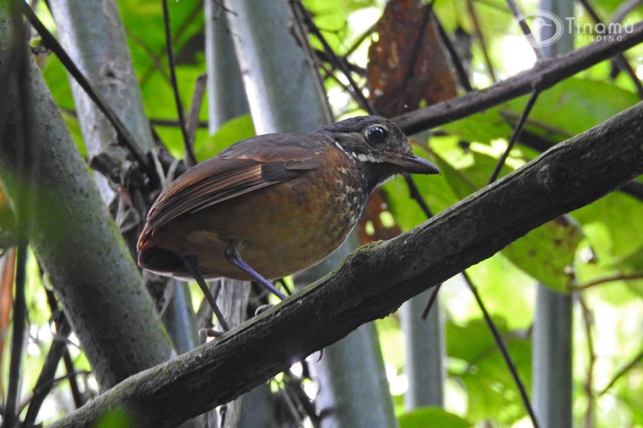 Отель Tinamu Birding Ла-Мануэлита Экстерьер фото