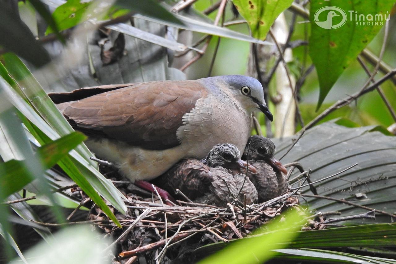 Отель Tinamu Birding Ла-Мануэлита Экстерьер фото