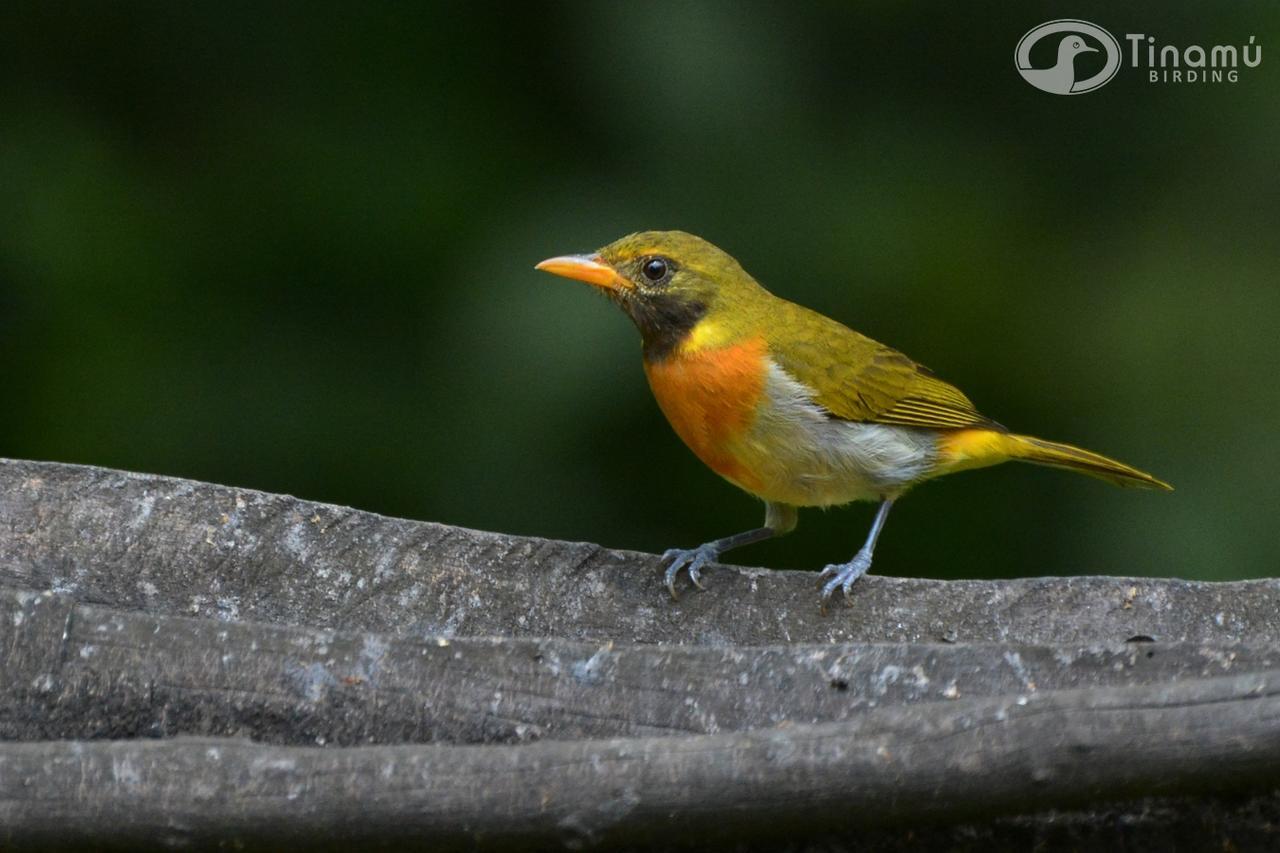 Отель Tinamu Birding Ла-Мануэлита Экстерьер фото